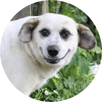 shurkin.com - Donation